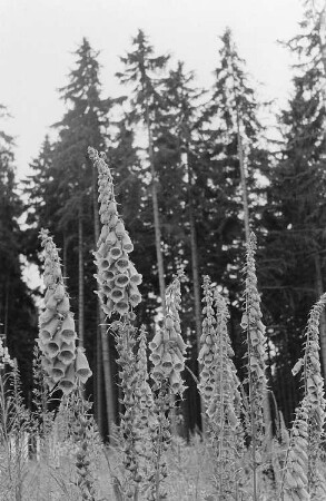 Fingerhüte (Digitalis)