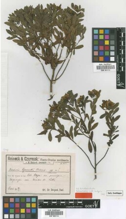 Baccharis czermakii Hochr. [type]