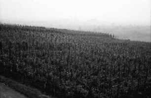 Seefelden: Weinberge bei Seefelden