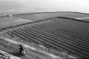 Oberrotweil: Struktur der umgelegten Weinberge