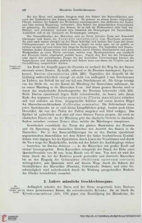 2: Äußere männliche Geschlechtsorgane