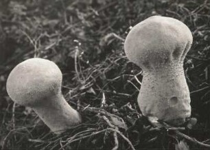 Pilze. Flaschenbovist (Lycoperdon gemmatum)