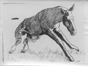 Aufstehendes Fohlen : Aufstehendes Fohlen. Federzeichnung (um 1930; E. Richter)