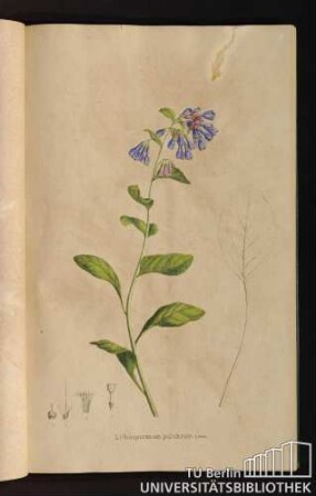 [Tab. 22.] Lithospermum pulchrum Lehm.
