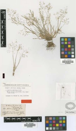 Milium trichopodum Boiss. var. Boiss. poaeforme[isotype]