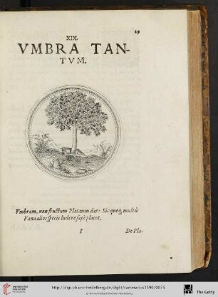 XIX. Vmbra tantvm