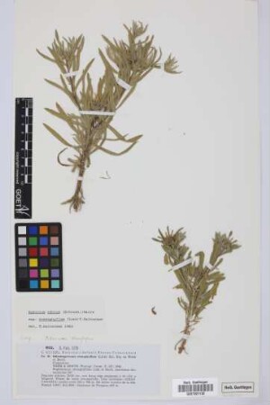 Odontospermum stenophyllum (Link) Sch.Bip.