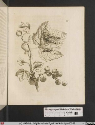Grosse rothe sauren Johannesbeere / Grossularia hortensis, majore fructu rubro.