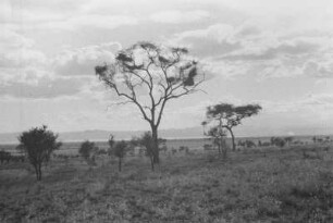Bruchstufe hinter dem Manyara-See : Savanne mit Bäumen und einer Bergkette im Hintergrund