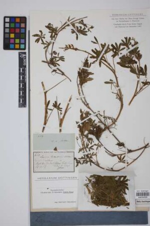 Lupinus aschenbornii S.Schauer