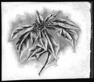 Poinsettia Blossom