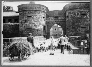 Durchs Stadttor in Büdingen & Am Untertor in Büdingen : Deutschland. Büdingen. Schafherde wird durch das Untertor (im Volksmund Jerusalemer Tor genannt) getrieben