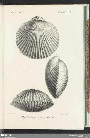 Pl. 493