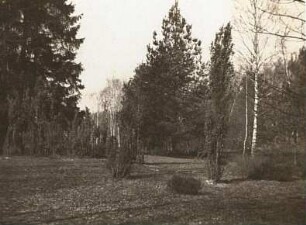 Lausitzer Tiefland. Heidewald (Wacholder) bei Beerwalde