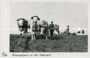 Ochsengespann bei der Feldarbeit