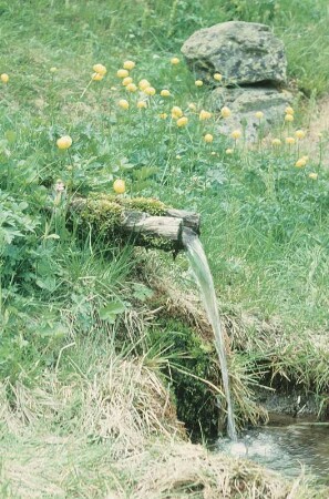 Schwarzwald. Wasserrinne und Wiese mit Sumpfdotterblumen