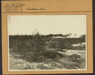 Milkel: Driewitz-Milkeler Heiden. Dünenlandschaft mit Kieferngruppe : Minakałska hola