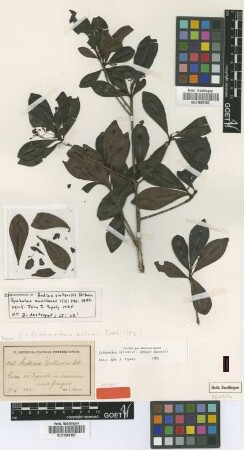 Ardisia sintenisii Urb.