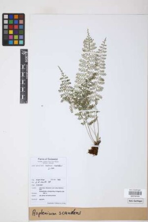Asplenium scandens J.Sm.
