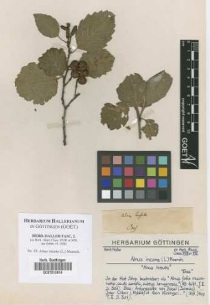 Alnus incana (L.) Moench