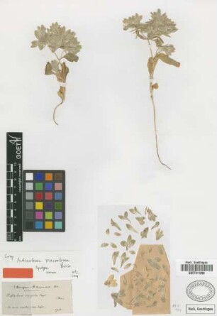 Actinolema macrolema Boiss. [syntype]
