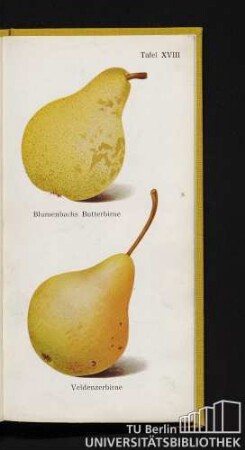 Tafel XVIII. Blumenbachs Butterbirne und Veldenzerbirne.