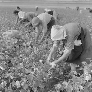 Baumwollernte auf den Feldern der Landwirtschaftlichen Produktionsgenossenschaft in Usundshowo. Frauen bei der Ernte