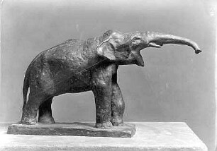 Elefant (Trompetender Elefant)