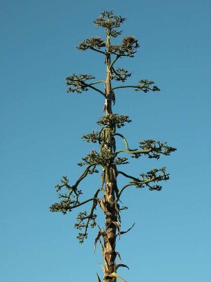 Insel Sizilien - einzelner Baum : Aufgenommen auf der Insel Sizilien 2005