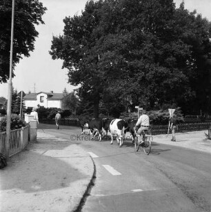Tremsbüttel-Dorf: Landwirtschaft: Hauptstraße: mehrere Personen beim Treiben einer Kuhherde von Koppel zurück zum Hof: Fahrradfahrer