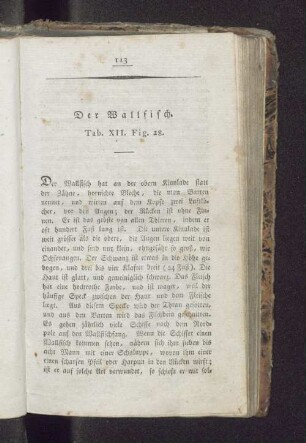 Der Wallfisch. Tab. XII. Fig. 28.