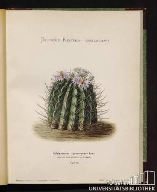 Echinocactus coptonogonus Lern.