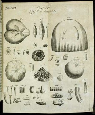 Tab. VIII. Classis VI. Crustacea Punctulata.