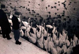 Potsdam: Schwan- und Lietzenfütterung, nahe