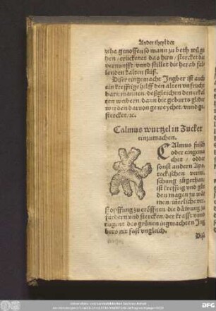 Calmus wurtzel in Zucker einzumachen.