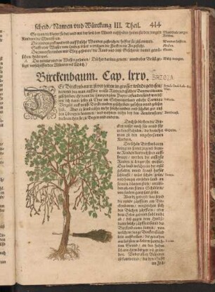 Birckenbaum, Cap. LXXV
