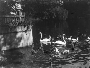 Bischofswerda. Parkteich