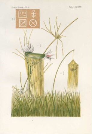 Pl. XCIII