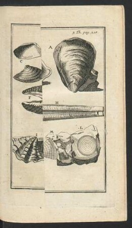 Tafel: Muscheln aus zweyen Stück bestehend.