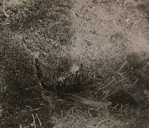 Blindschleiche (Anguis fragilis) beim Verlassen des Schlupfwinkels