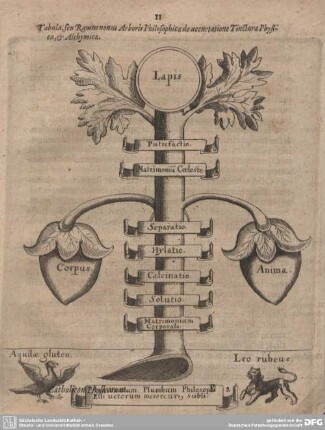 Tabula, seu Ramus novus Arboris Philosophicae de accurtatione Tincturae Physicae, & Alchymicae.