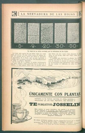 La nervadura de las hojas