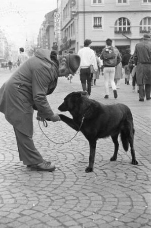 Haustier Hund