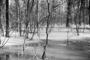 Überflutetes Waldgebiet : Blick auf überflutete und gefrorene Hochwasserflächen in einem Wald