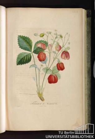Pl. XXXIX. Fraisier de Montreuil. No. 1.