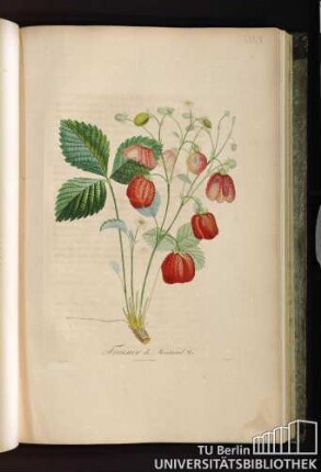 Pl. XXXIX. Fraisier de Montreuil. No. 1.