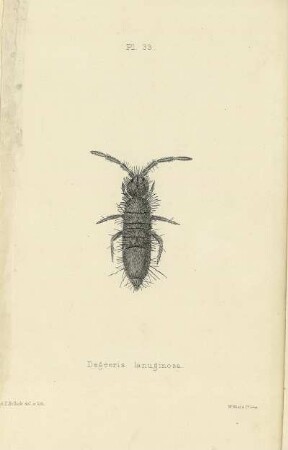 Plate XXXIII. Degeeria lanuginosa.