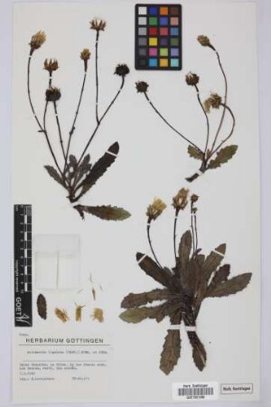Reichardia ligulata (Vent.) G.Kunkel & Sunding
