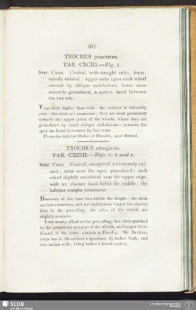 Trochus punctatus. Tab. CXCIII. — Fig. 1