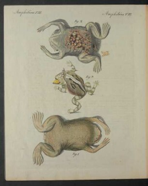 Tafel: Amphibien. VIII.